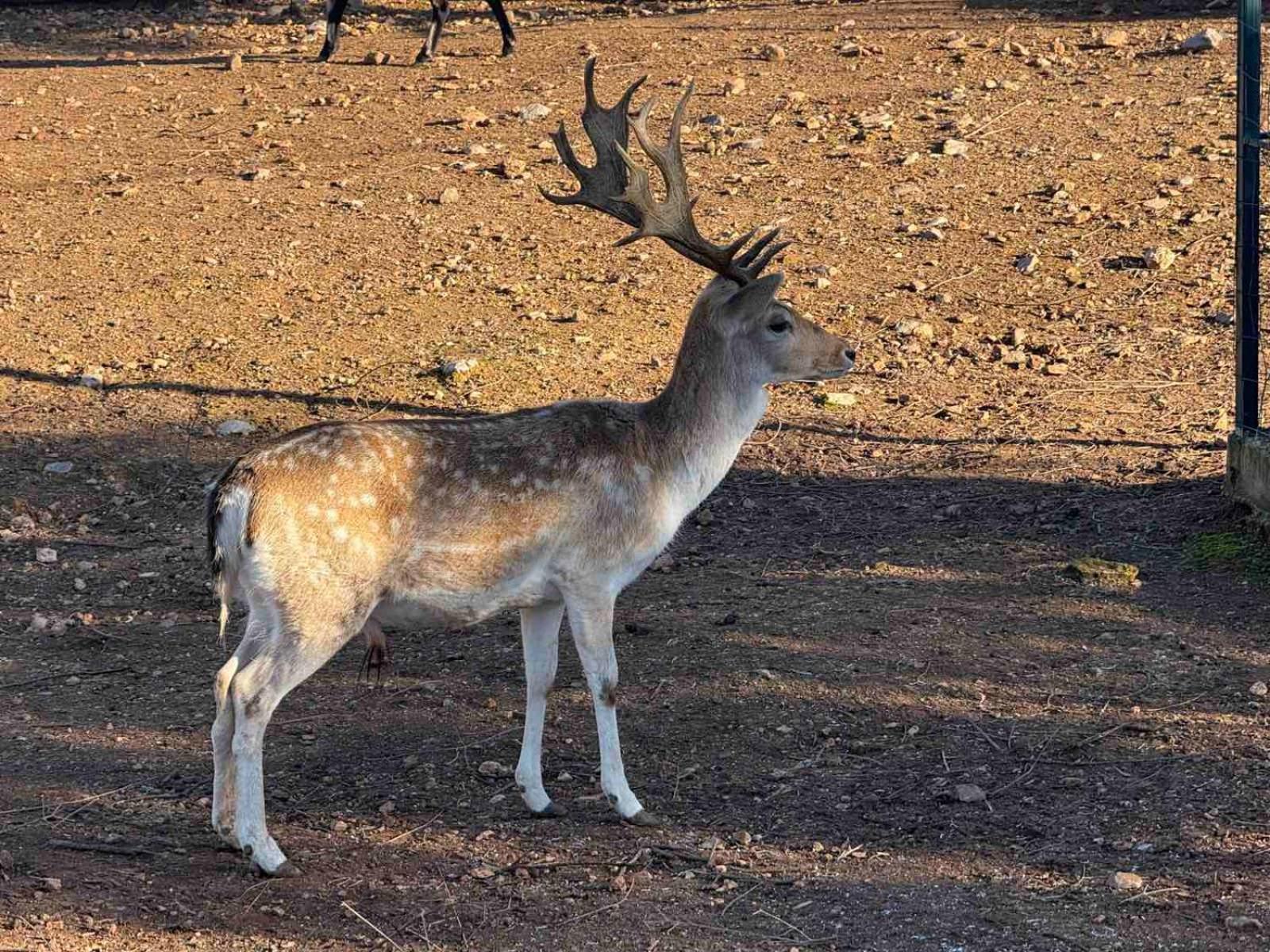 Anthidon Nature Estate & Farm Χαλκίδα Εξωτερικό φωτογραφία